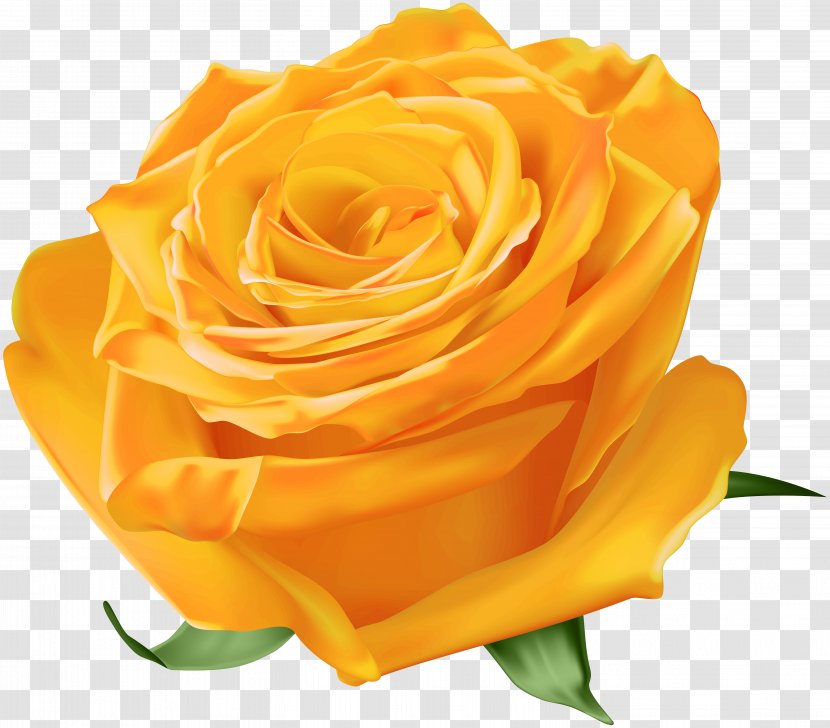Garden Roses Yellow Blue Rose - Family - Orange Transparent PNG