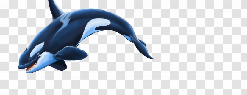 Common Bottlenose Dolphin Vertebrate Short-beaked Tucuxi - Porpoise - Killer Whale Transparent PNG