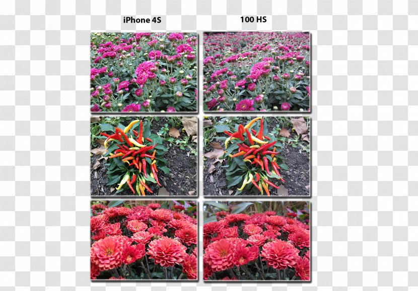 IPhone 4S Canon EOS 5D Mark II PowerShot ELPH 100 HS Camera - Digital Ixus - Colorful Transparent PNG