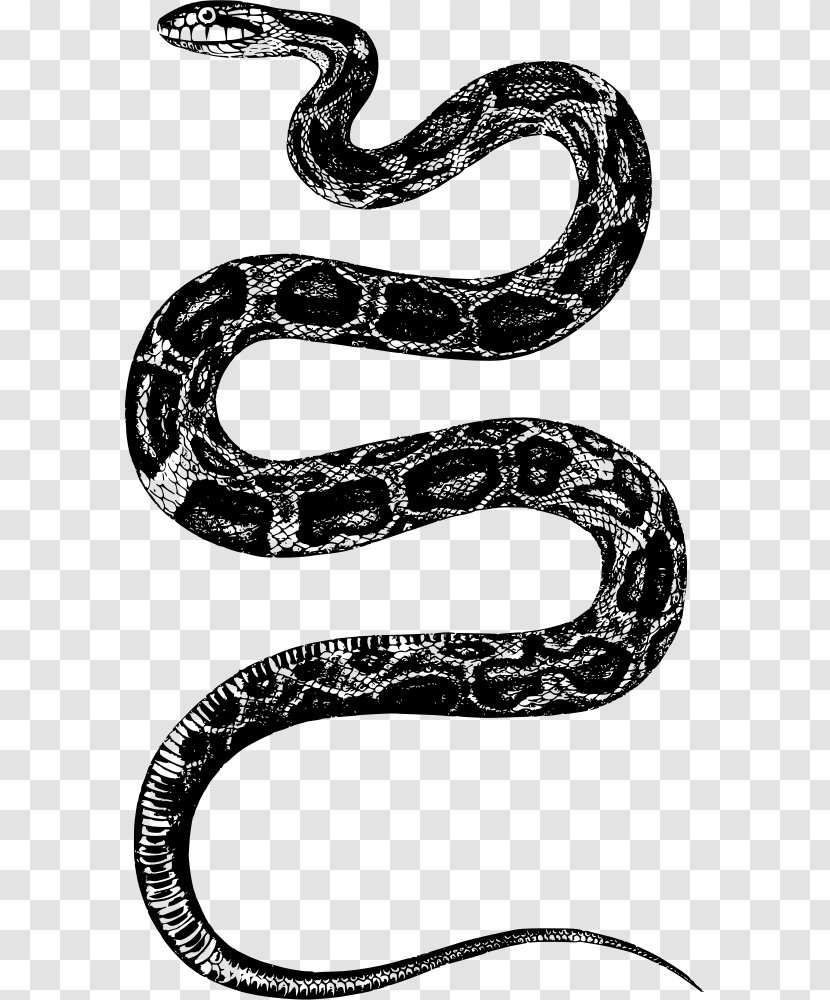 Rattlesnake Clip Art - Drawing - Snake Transparent PNG