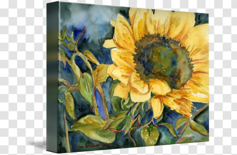Still Life Photography Watercolor Painting Sunflower Seed Transparent PNG