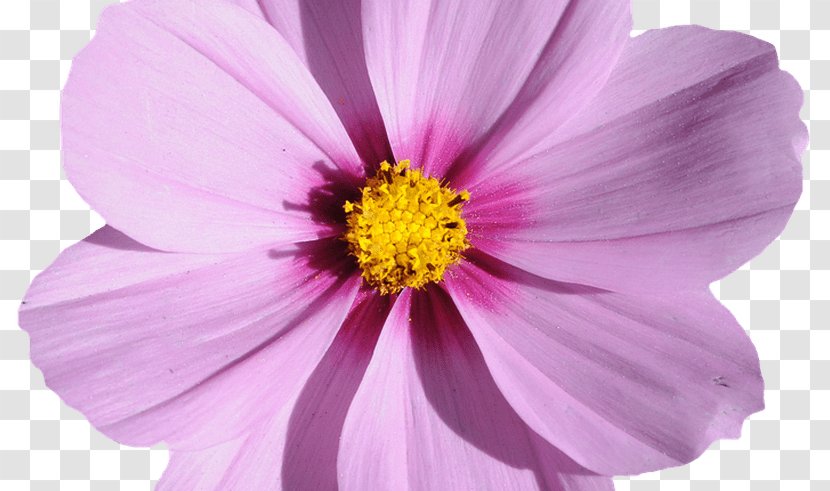 Cut Flowers Plant Yellow Pink - Flower Camera Transparent PNG
