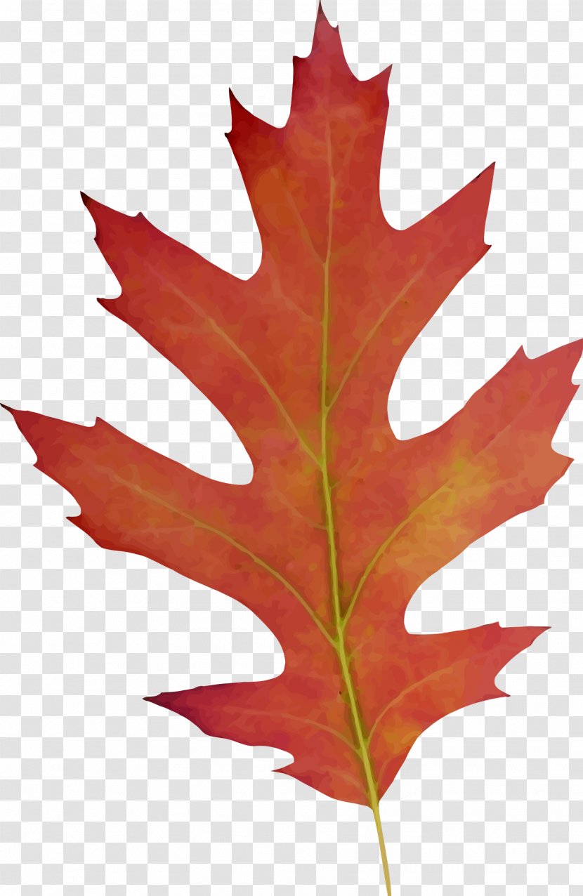 Leaf Clip Art - Tree - Leaves Transparent PNG