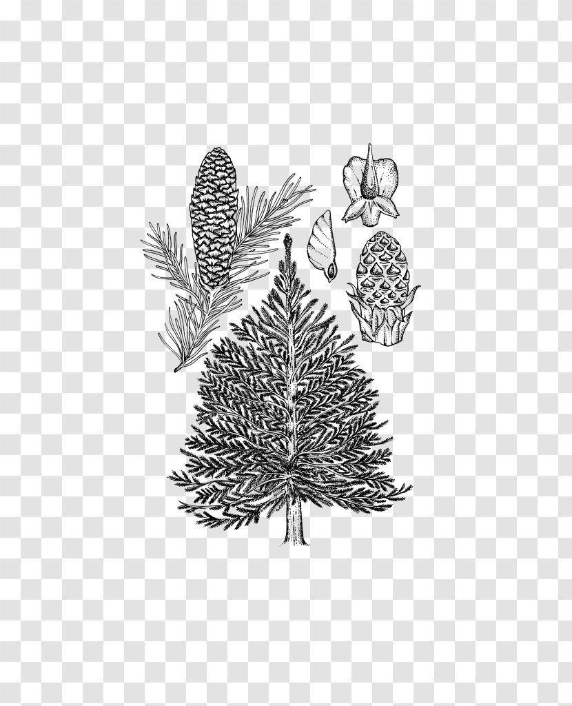 Pine Leaf Pattern Black Flowering Plant - Branch - Norway Spruce Cones Transparent PNG