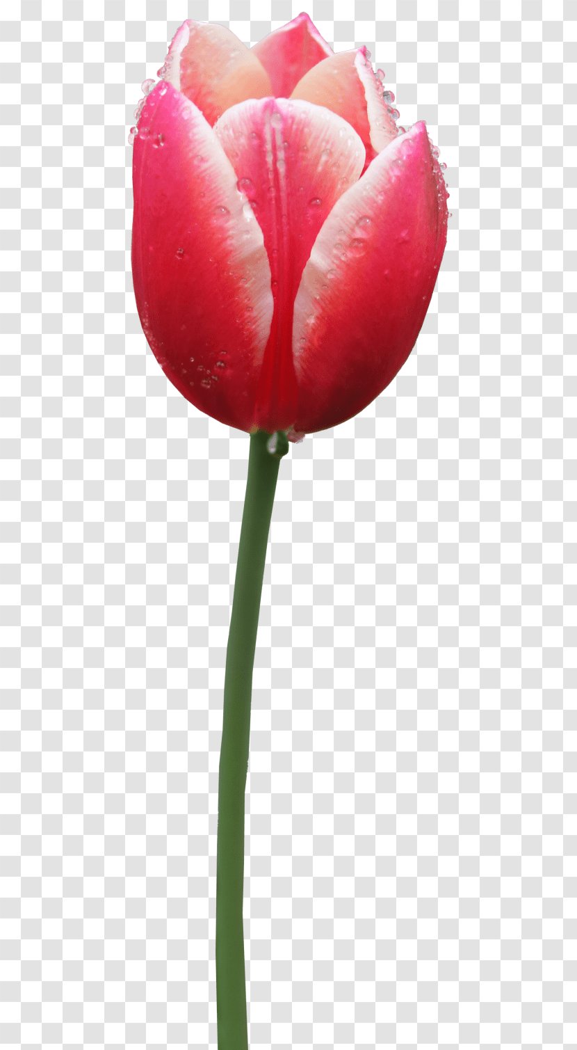 Clip Art Desktop Wallpaper Tulip Image - Plant Transparent PNG