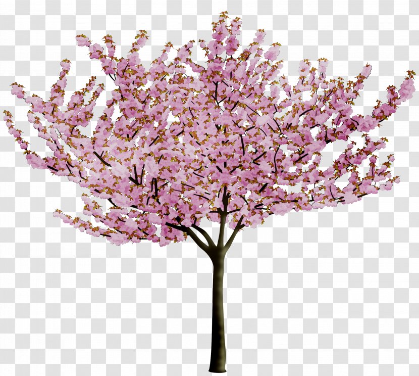 Cherry Blossom Image Tree - Purple Transparent PNG