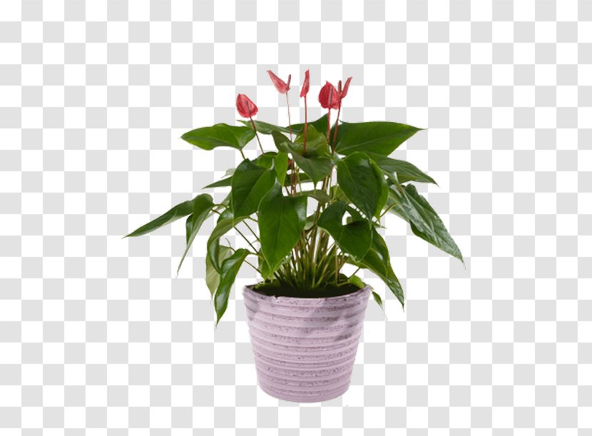 Cut Flowers Flowerpot Houseplant - Anthuriums Transparent PNG