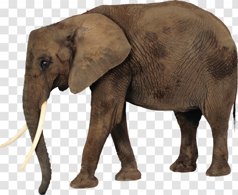 African Elephant Clip Art - Indian Transparent PNG