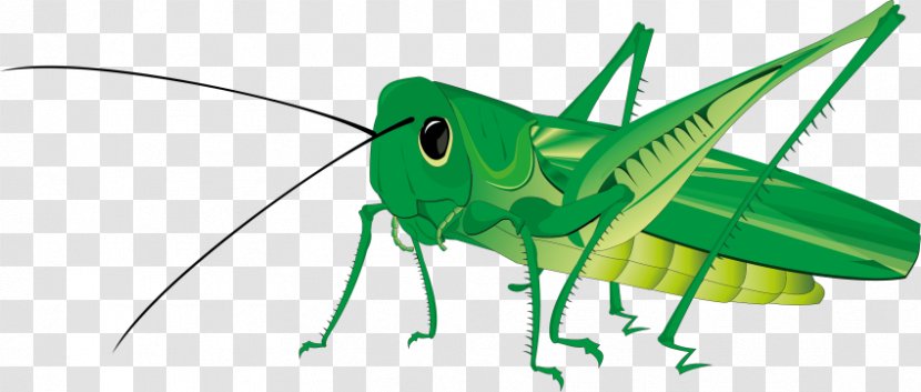 Insect Grasshopper Clip Art Image - Cricket Like Transparent PNG