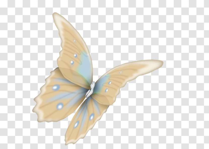 Butterfly Moth Animal .tr - Invertebrate Transparent PNG