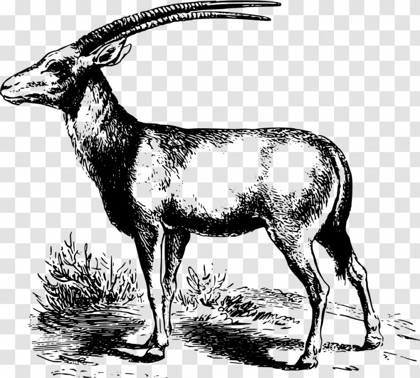 Oryx Antelope Gazelle Clip Art - Antler Transparent PNG