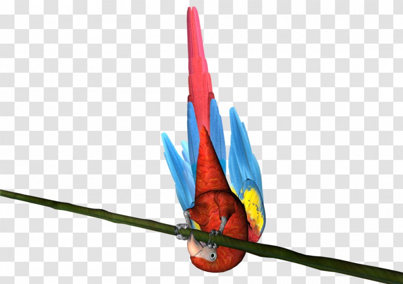 Macaw - Bird - Perroquet Transparent PNG