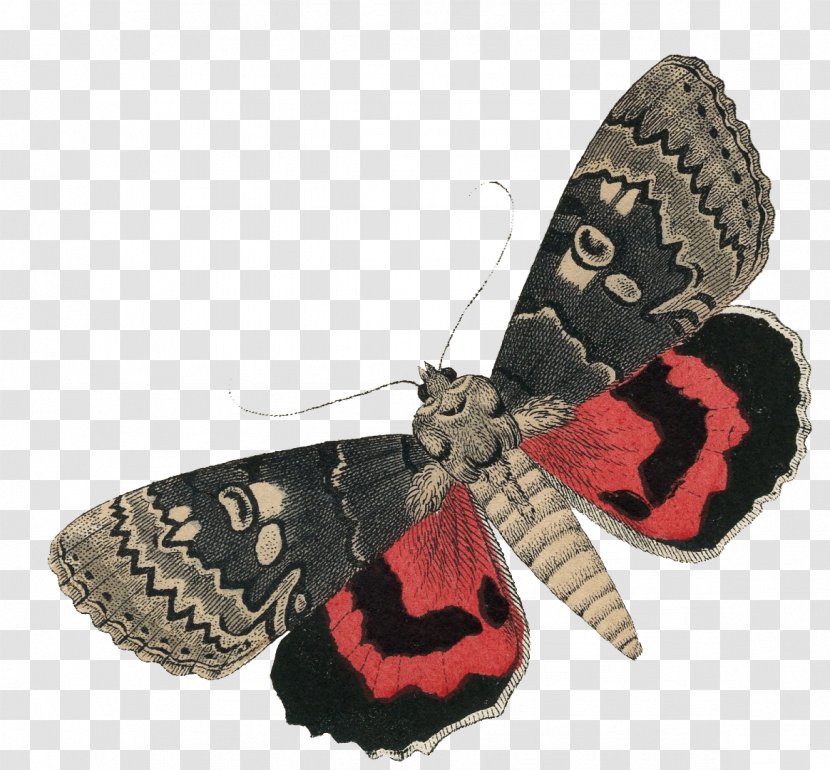 Moth Blanket - Moths And Butterflies - Butterfly Headdress Transparent PNG
