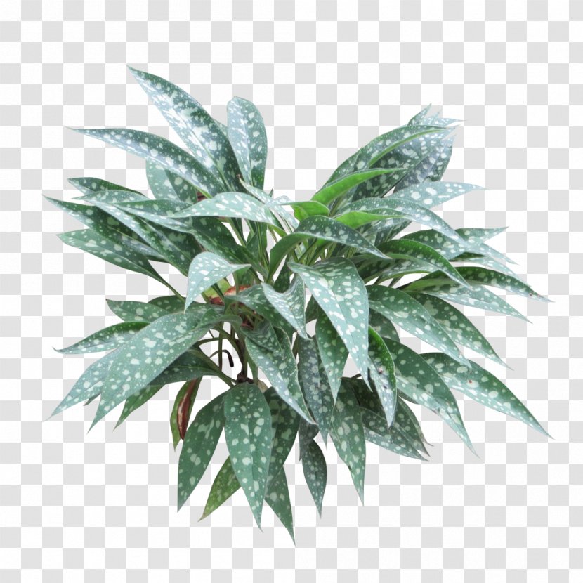 Embryophyta Shrub Tree Plantain Lilies - Evergreen - Bushes Transparent PNG