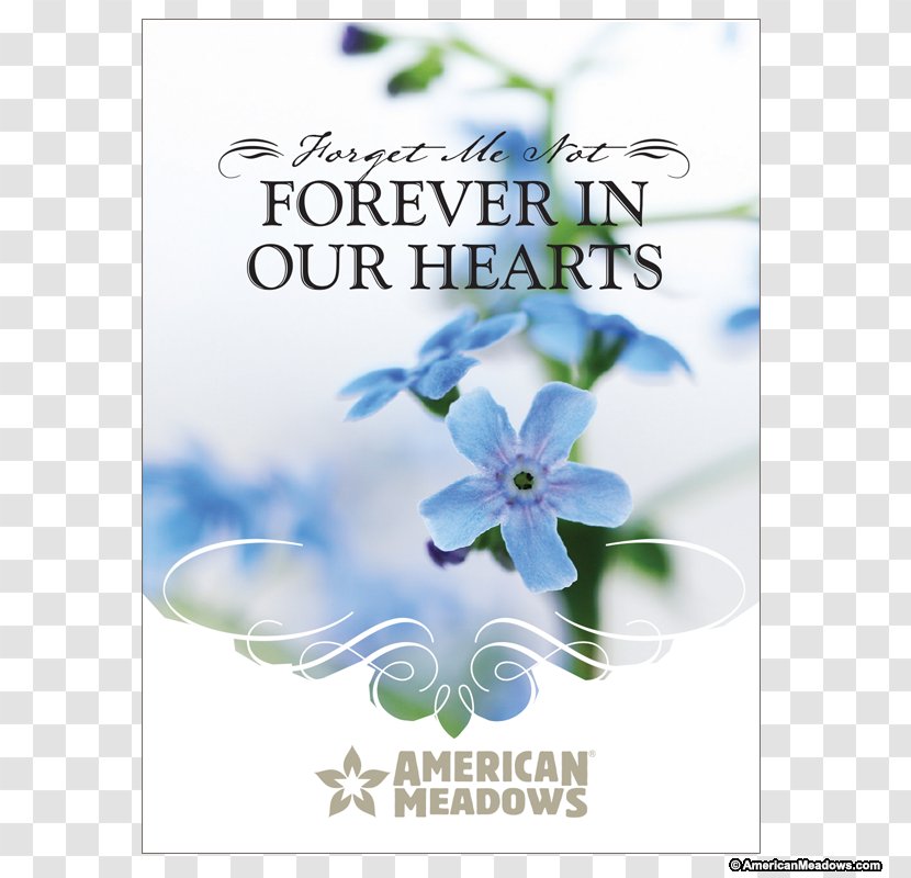 Flower Wood Forget-me-not Seed Water Forget-Me-Not Floral Design Transparent PNG
