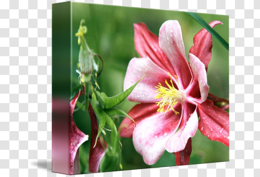Flowering Plant - Petal Transparent PNG