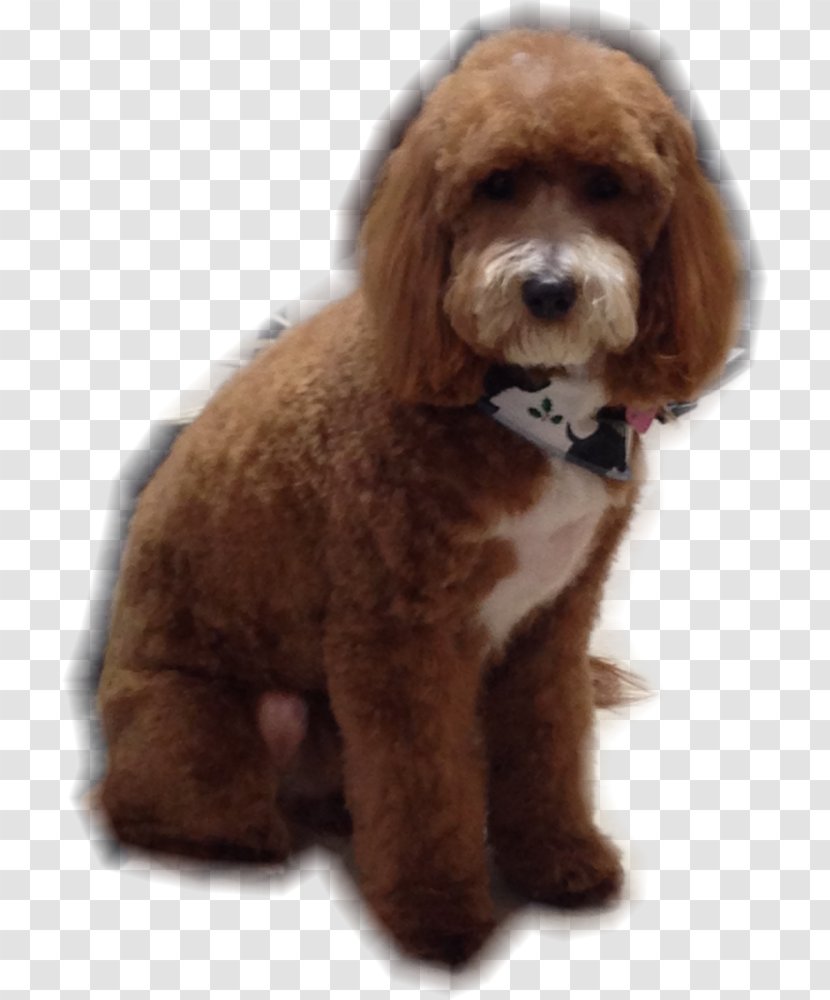 Miniature Poodle Standard Toy Cockapoo Cavapoo - Spanish Water Dog - Puppy Transparent PNG