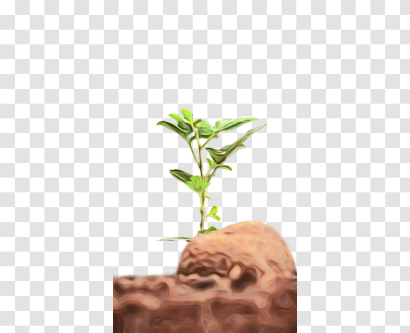 Plant Stem Flowerpot Medicine Plants Science Transparent PNG