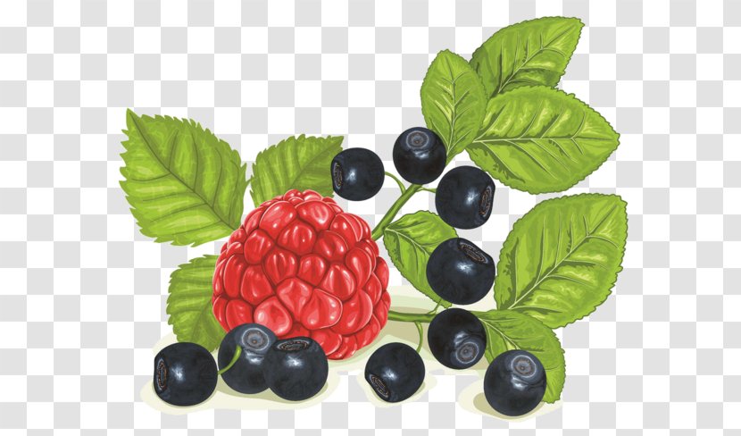 Raspberry Blueberry Bilberry Clip Art - Food - Color Of Lead Material Transparent PNG