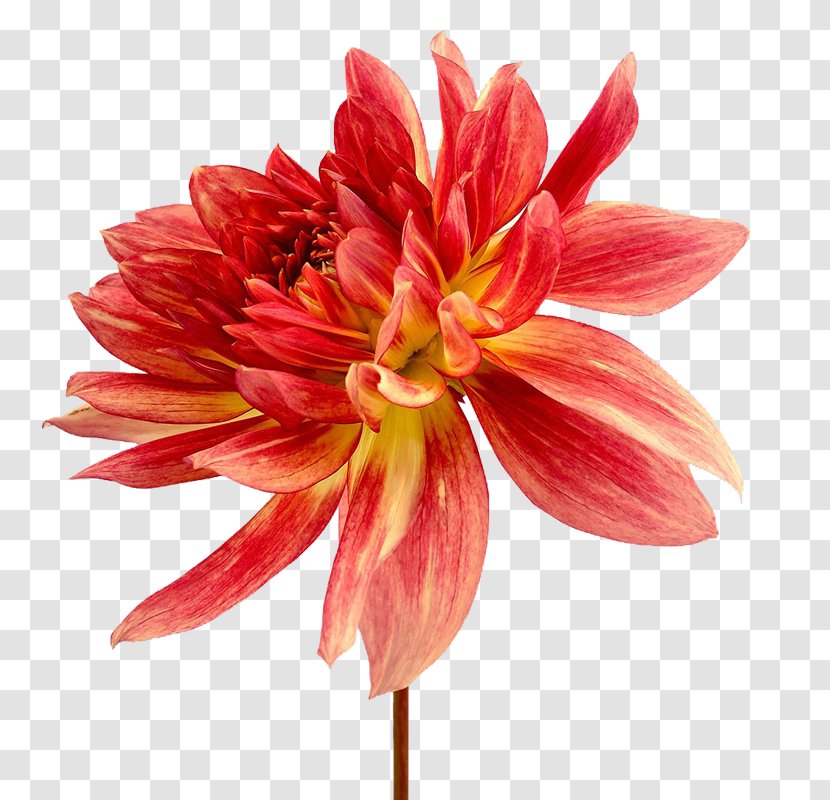 Dahlia Stock Photography Flower - Flowering Plant - Pseudanthium Transparent PNG