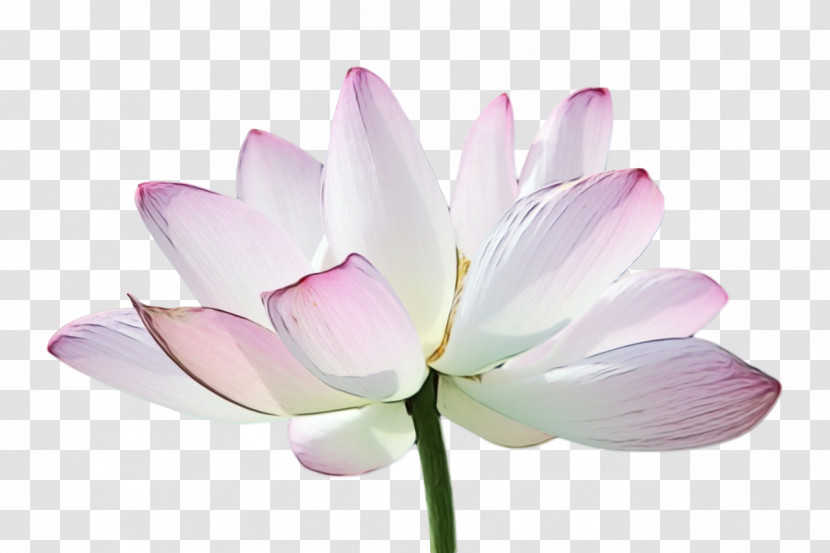 Plant Stem Sacred Lotus Nelumbonaceae Lilac M Herbaceous Plant Transparent PNG