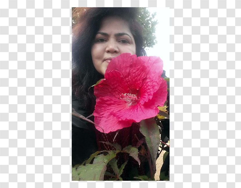 Rosemallows Shrub Annual Plant Peony Pink M - Magenta - Flower Series Transparent PNG