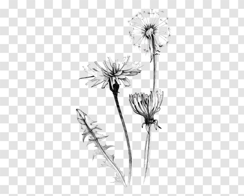 Common Dandelion Drawing Botanical Illustration Art Transparent PNG