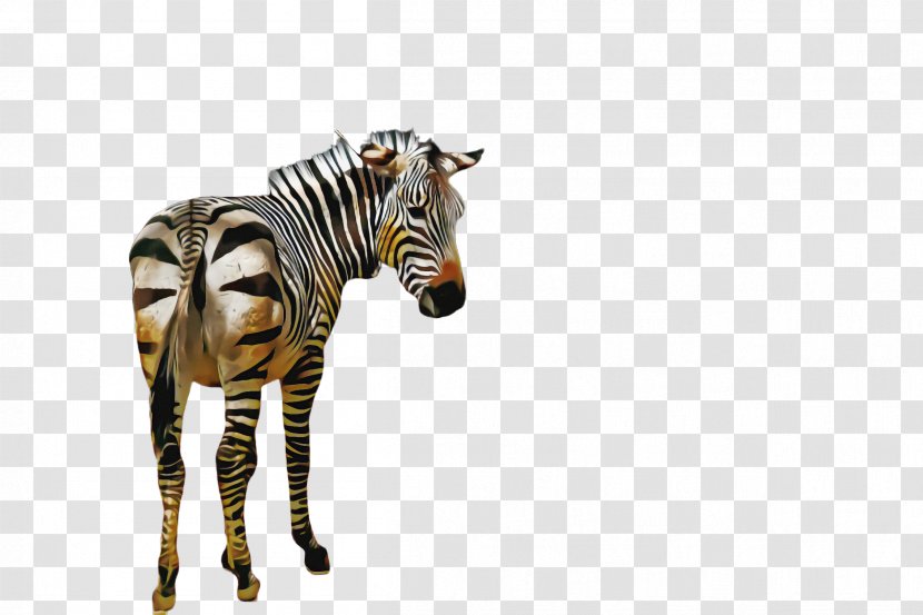 Zebra Wildlife Animal Figure Snout Quagga Transparent PNG