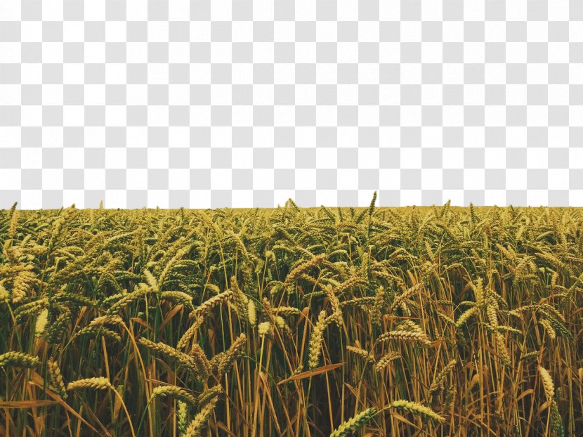 Crop Stock Photography Field - Cereal - Golden Wheat Transparent PNG