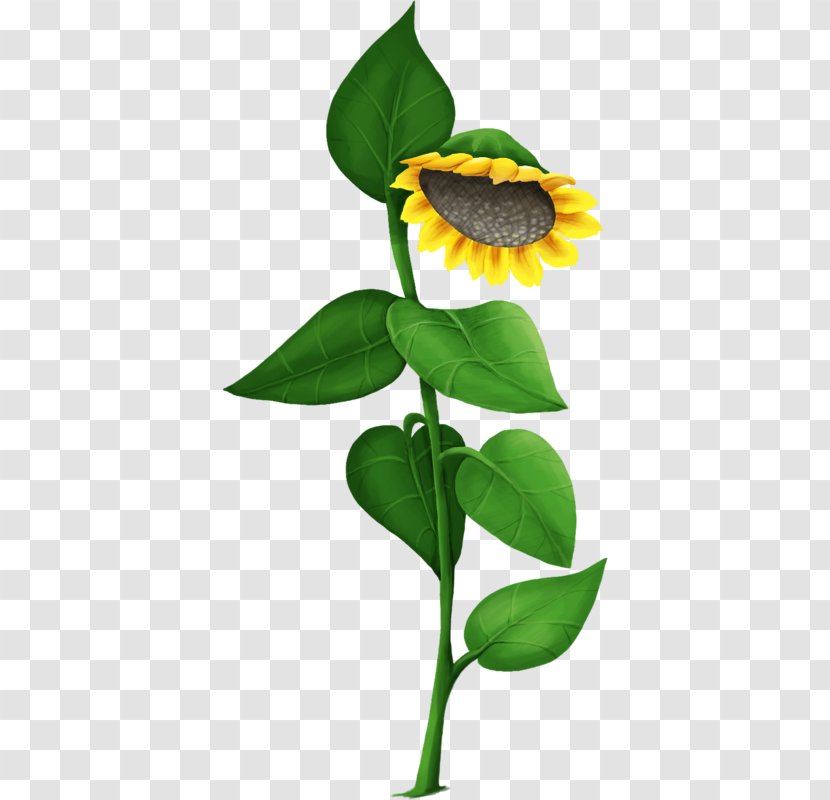 Common Sunflower - Flora Transparent PNG