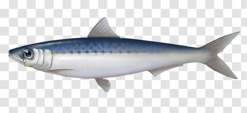 Sardine Mackerel Oily Fish Herring - Oil - Yantai Transparent PNG