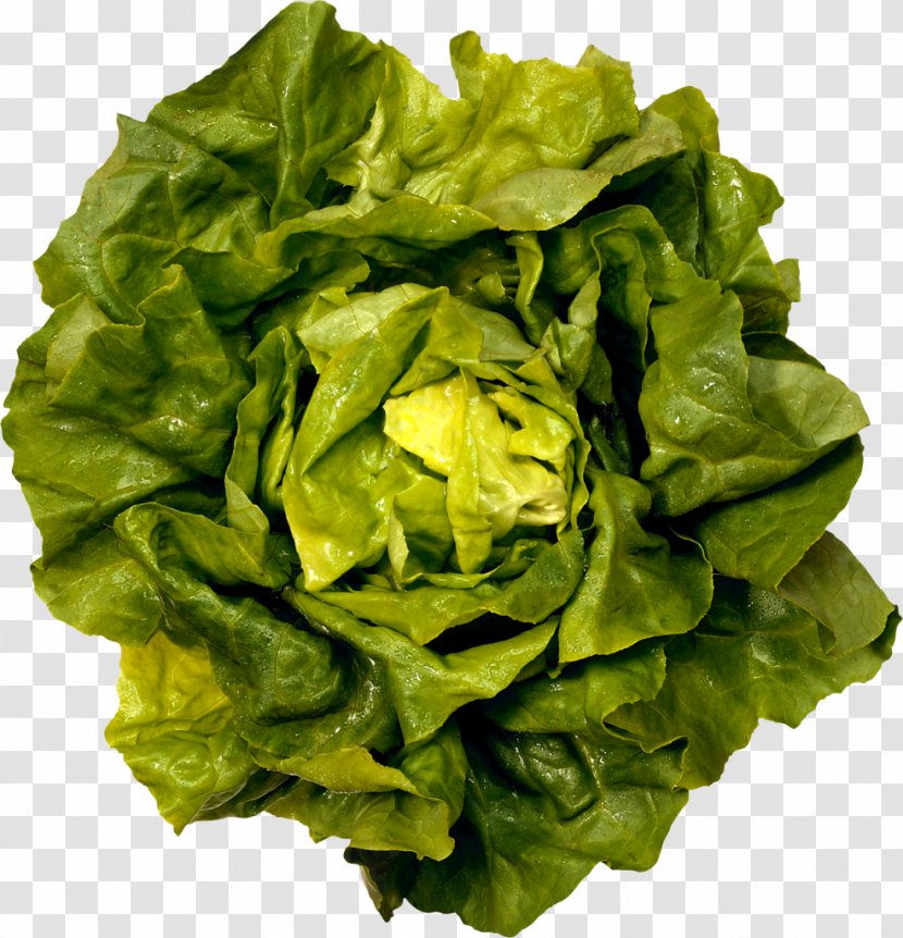 Romaine Lettuce Caesar Salad Greens Butterhead Iceberg - Vegetable Transparent PNG