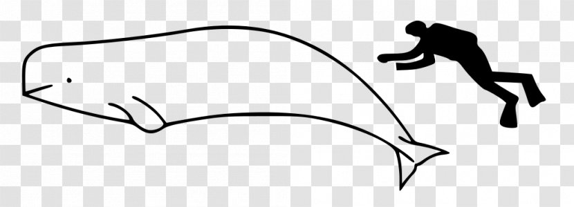 Toothed Whale Beluga Narwhal Killer Polar Bear - Drawing Transparent PNG