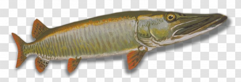 Northern Pike Muskellunge International Game Fish Association Walleye Fishing - Perch Transparent PNG