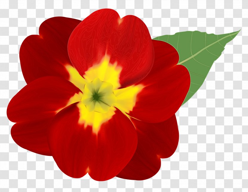 Flower Petal Red Plant Flowering - Herbaceous Impatiens Transparent PNG