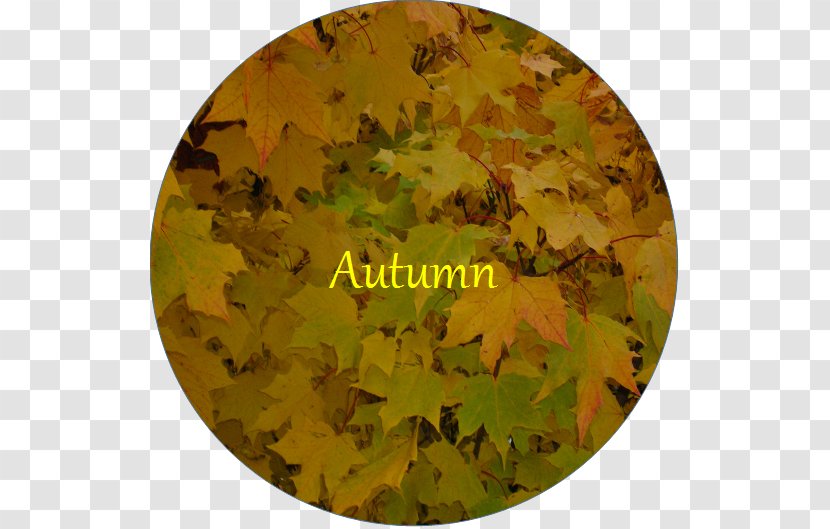 Maple Leaf Camouflage - Autumn Price To Transparent PNG