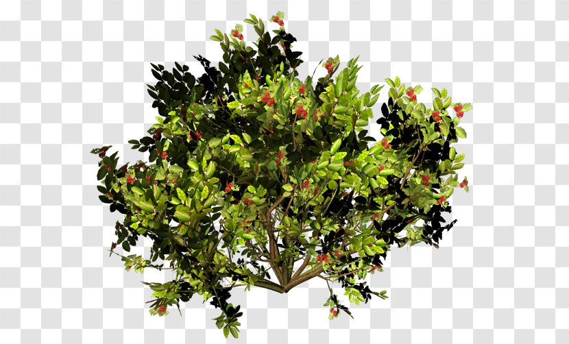 Shrub Branch Tree Transparent PNG