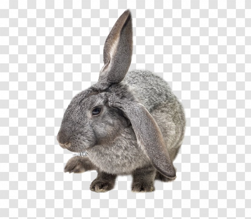 Hare Domestic Rabbit European Pet - People For The Ethical Treatment Of Animals Transparent PNG