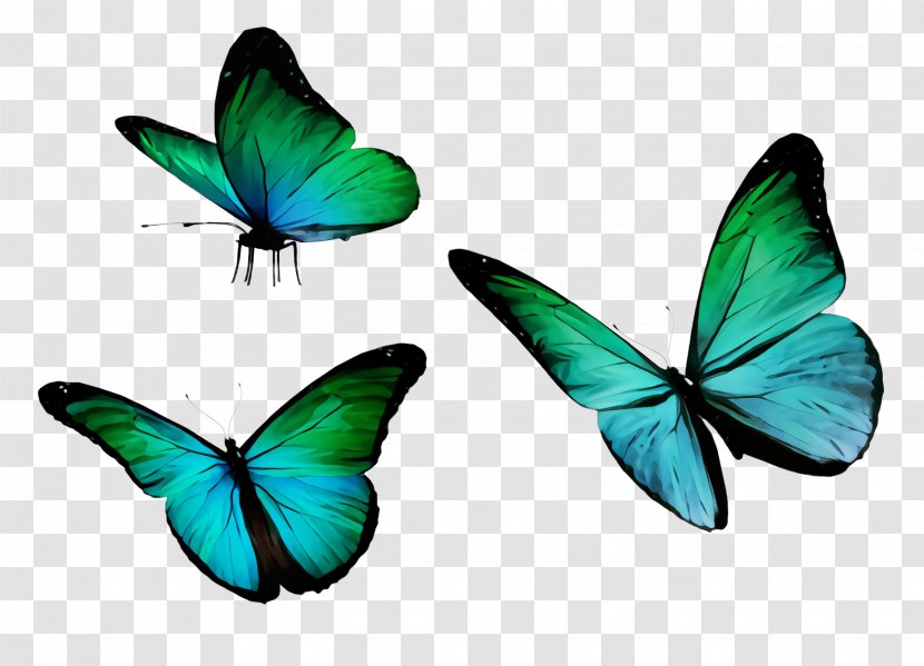 Butterfly Insect Moths And Butterflies Turquoise Wing - Symmetry Pollinator Transparent PNG
