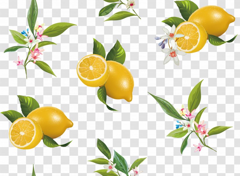 Lemon Bitter Orange Citrus Junos - Sweetness - Sweet Oranges Transparent PNG