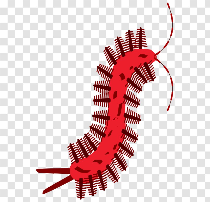 Clip Art - Scolopendra - Latin Transparent PNG