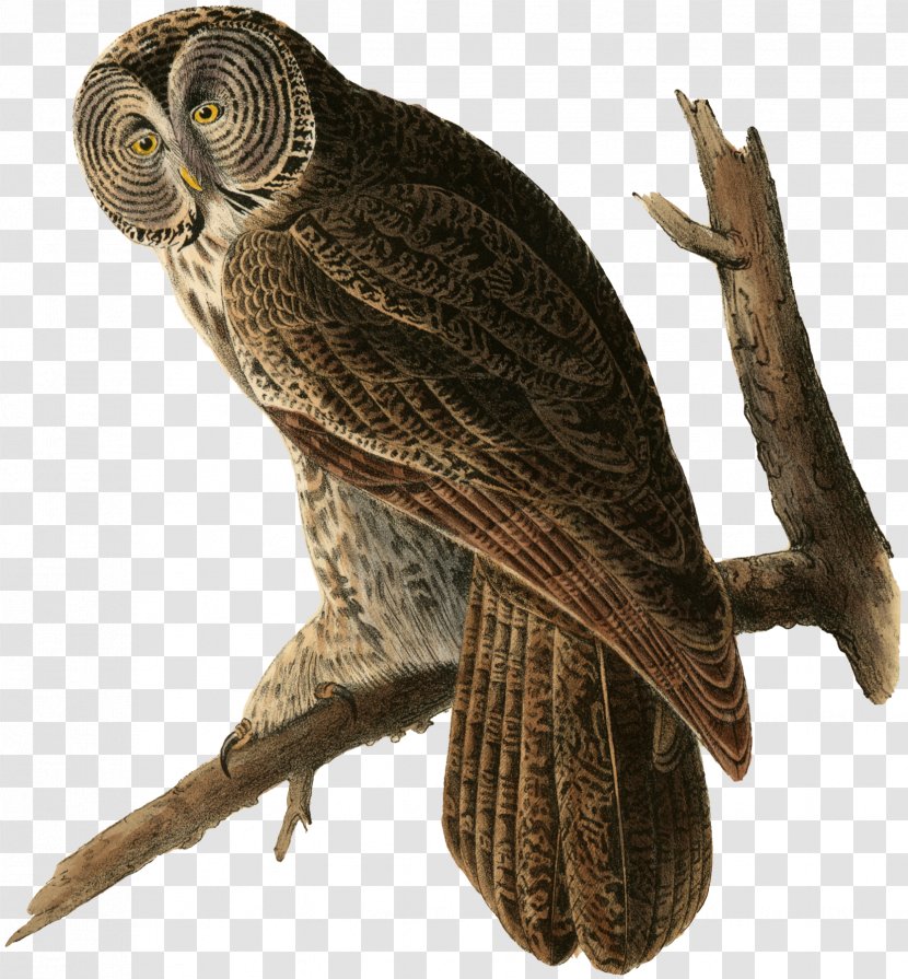 Great Grey Owl The Birds Of America Horned Transparent PNG