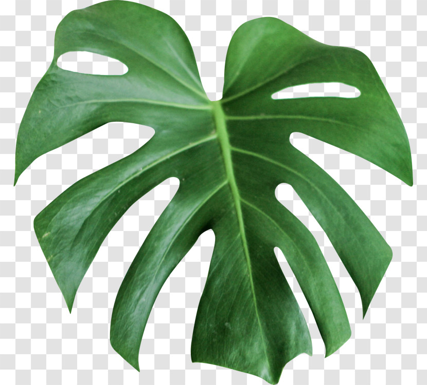 Leaf Monstera Deliciosa Green Plant Flower Transparent PNG