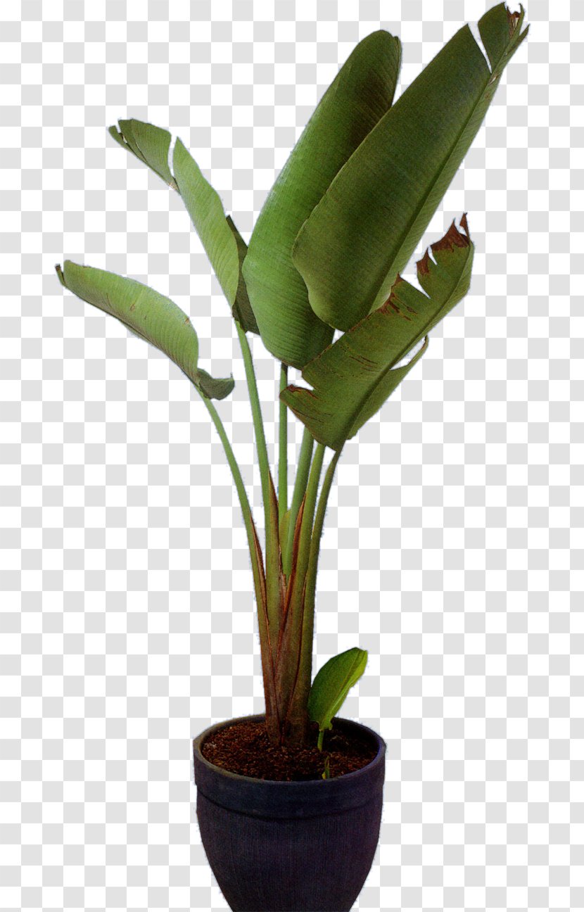 Flowerpot Houseplant Crock - Plant Stem - Emerald Pot Transparent PNG