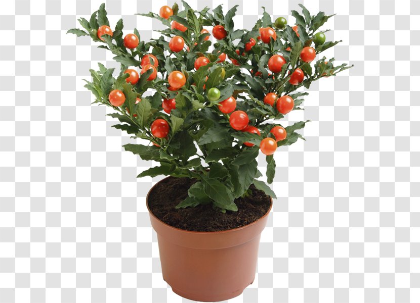 Ornamental Plant Solanum Pseudocapsicum Nightshade Blossom - Flowering Transparent PNG