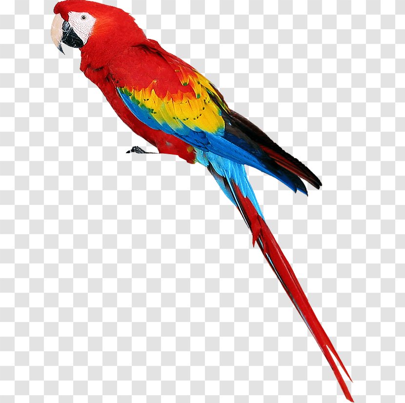 Bird Parrots Of New Guinea - Colorful Parrot Images Download Transparent PNG