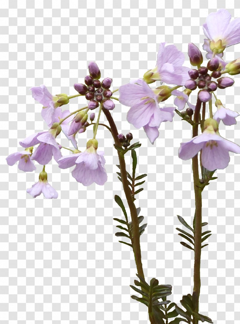 Lavender Violet Cut Flowers Plant Stem Twig - Flowering Transparent PNG