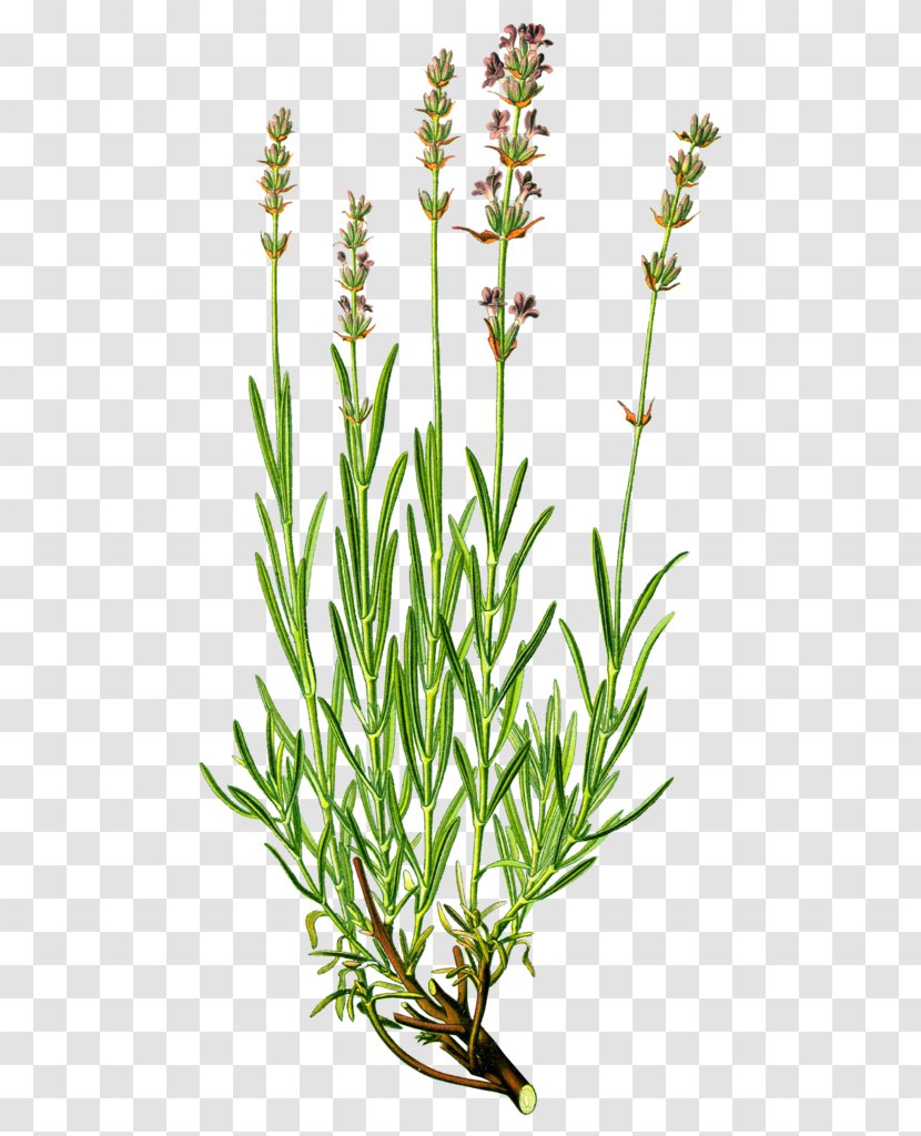 English Lavender Herb Medicinal Plants Essential Oil - Aromatherapy Transparent PNG