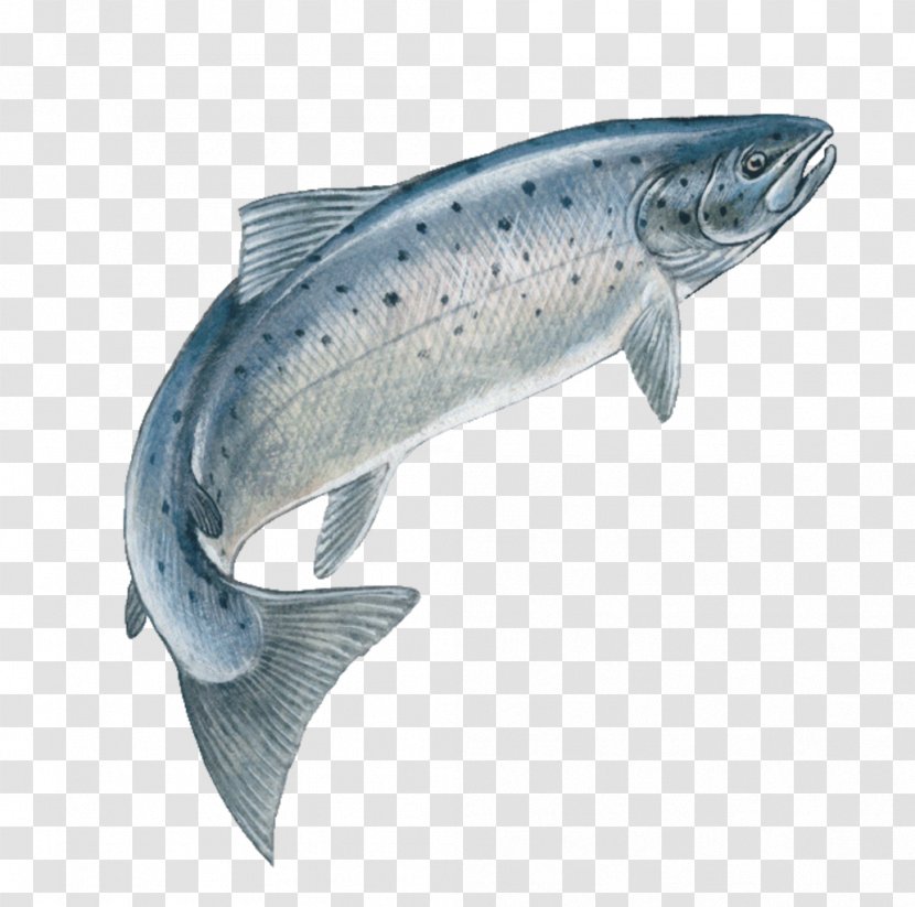 Atlantic Salmon Drawing Trout Chinook - Run - Fish Jumping Transparent PNG