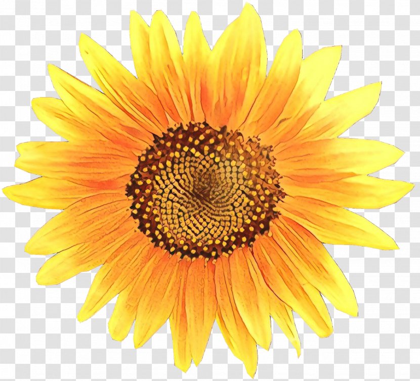 Clip Art Transparency Image Common Sunflower - Yellow - Wildflower Transparent PNG
